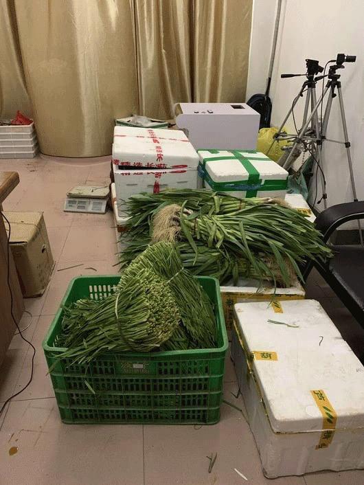 赣县惊现“真人版偷菜”，雌雄双盗凉凉落网