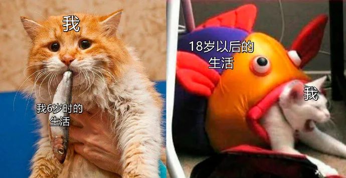 为什么女性越来越喜欢碰瓷,美女碰瓷套路