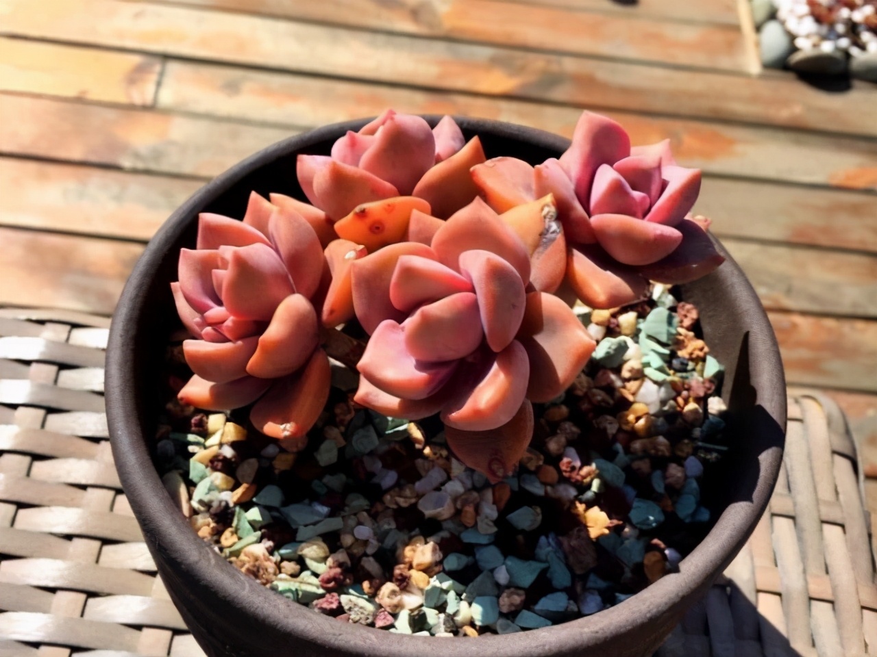 紫乐多头群生云南露养多肉植物 (多肉彩虹糖紫乐鉴定)