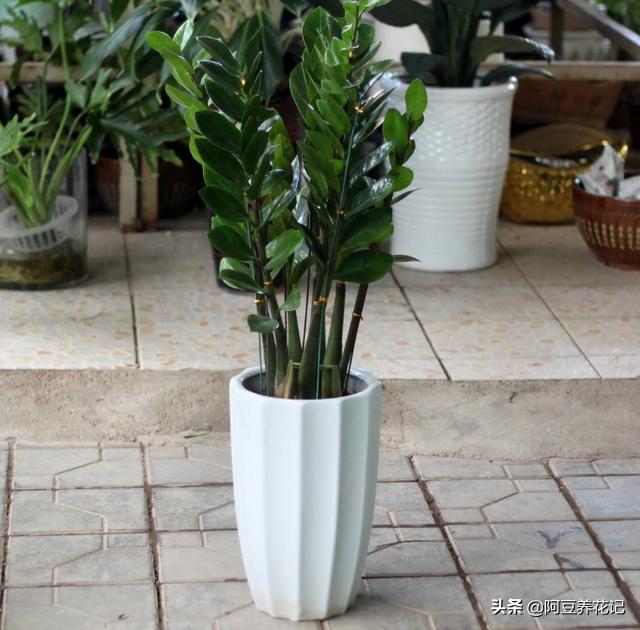 金钱树叶子发黄发黑怎么回事,金钱树叶子发黄怎么样养