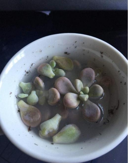 多肉叶子皱巴巴的怎么回事,三色堇多肉叶片皱巴巴了怎么办