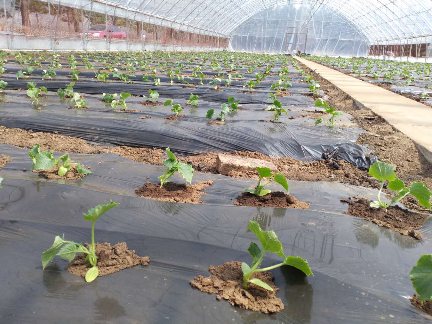 寒潮定植,大棚蔬菜如何应对低温