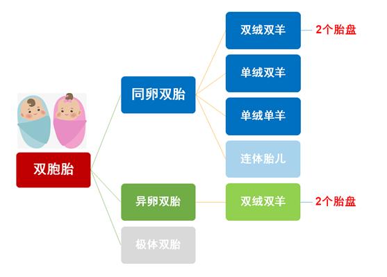 两个胎盘的双胞胎是同卵还是异卵,双胞胎一个胎盘有几条脐带