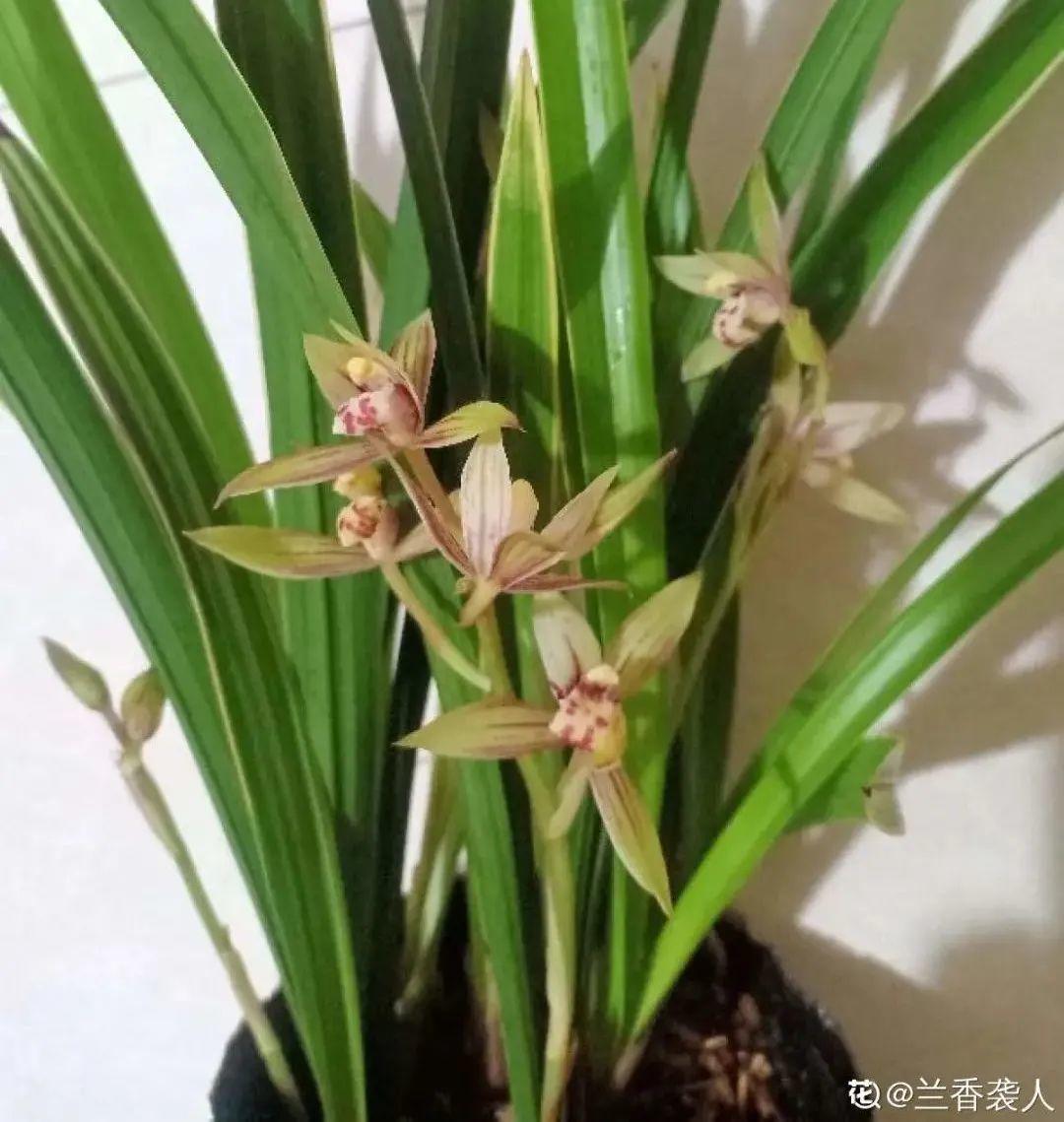 耐养的香水花,种室内香水花