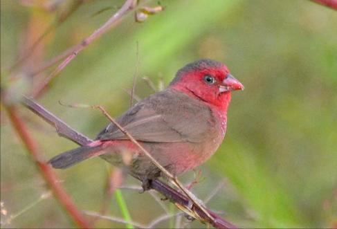 东江揽胜,惠州淡水常见鸟类图谱