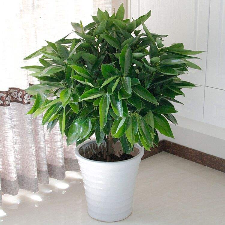 平安树黄叶黑斑杀菌剂,平安树黄叶斑点怎么治