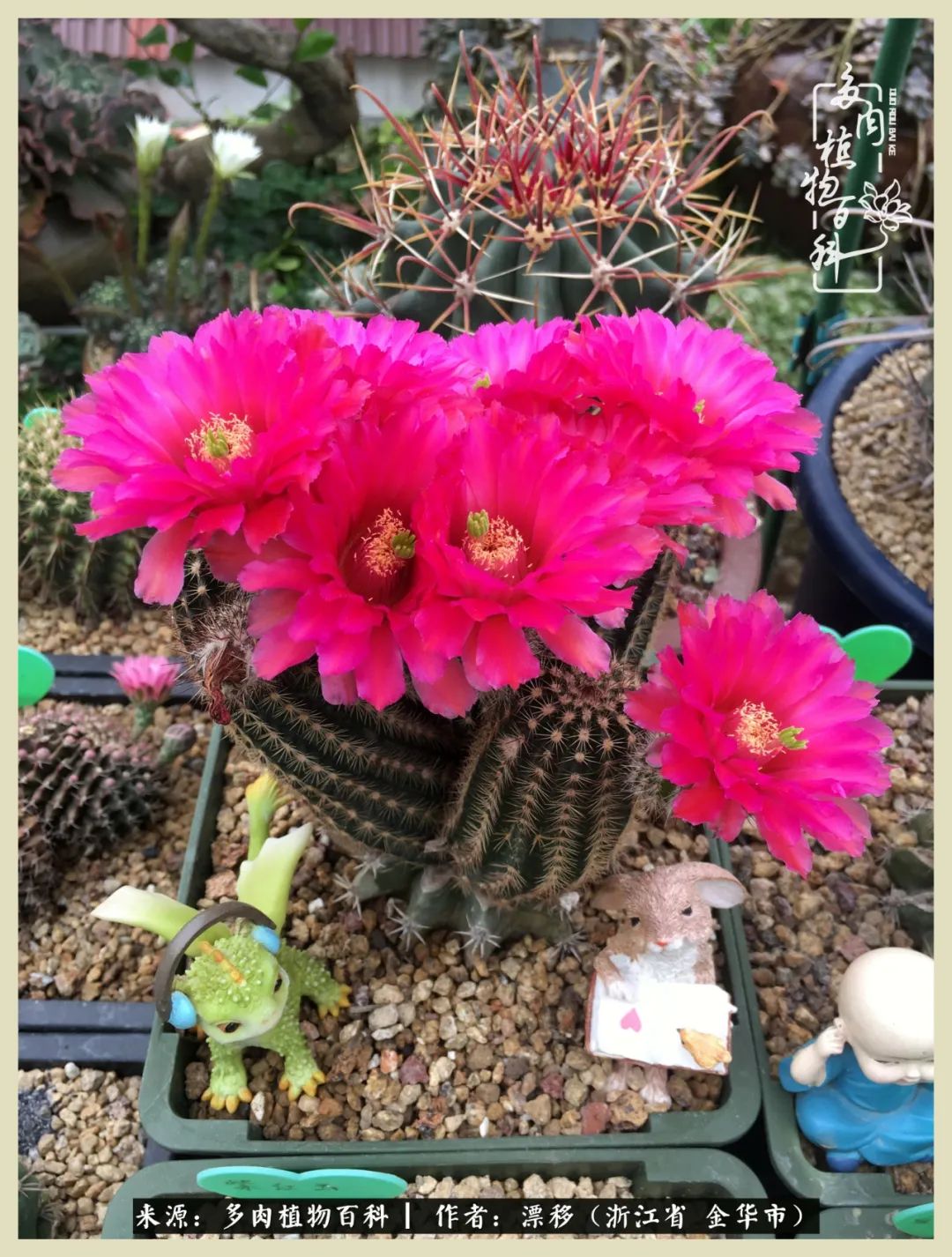 仙人球开花并散发着香味,仙人球花盛开吐露芬芳