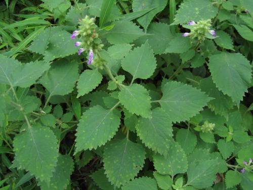 能够防风的植物有什么特点,防风植物长什么样子