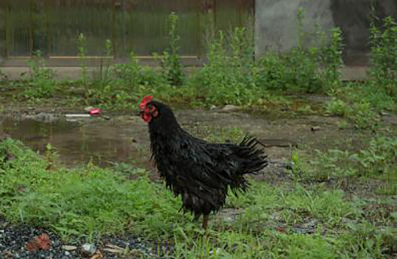 农村小伙养了十只黑鸡,回乡养本地黑鸡的90后小伙