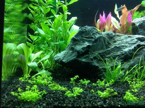 水草缸节省泥土的方法,水草缸如何节省水草泥造景