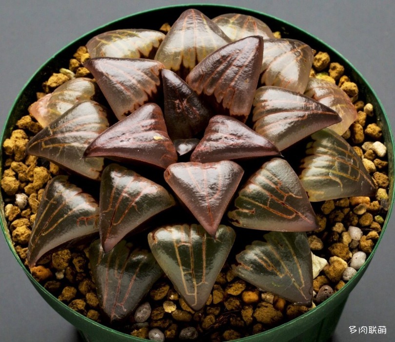 多肉玉露寿的品种图鉴,日本十大耐阴多肉