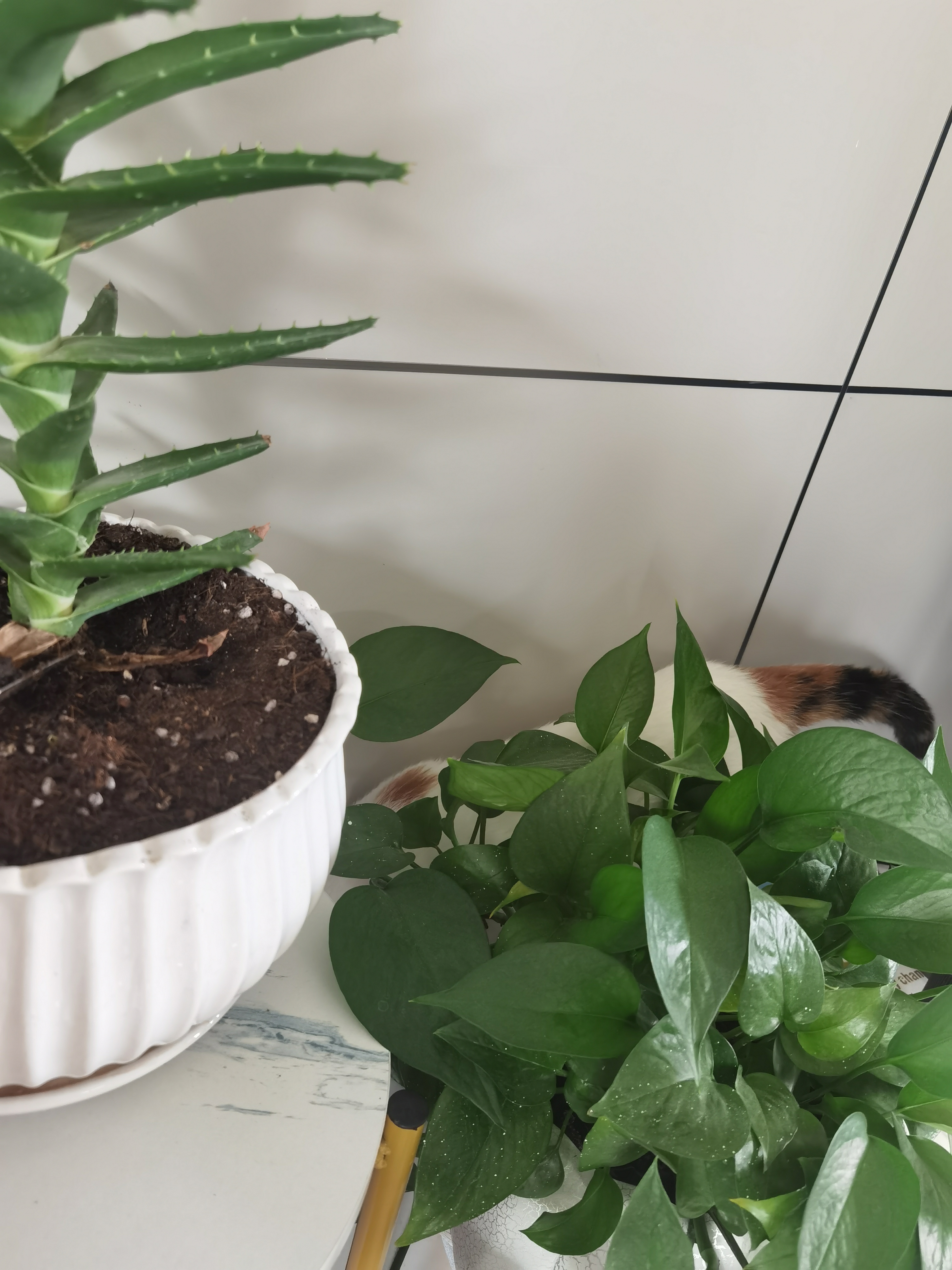 鎵撶尗鍒颁粈涔堢▼搴﹀畠鎵嶈兘鍚瘽,鐚鎵撳皬瀛╄繕鏄畻浜嗗惂