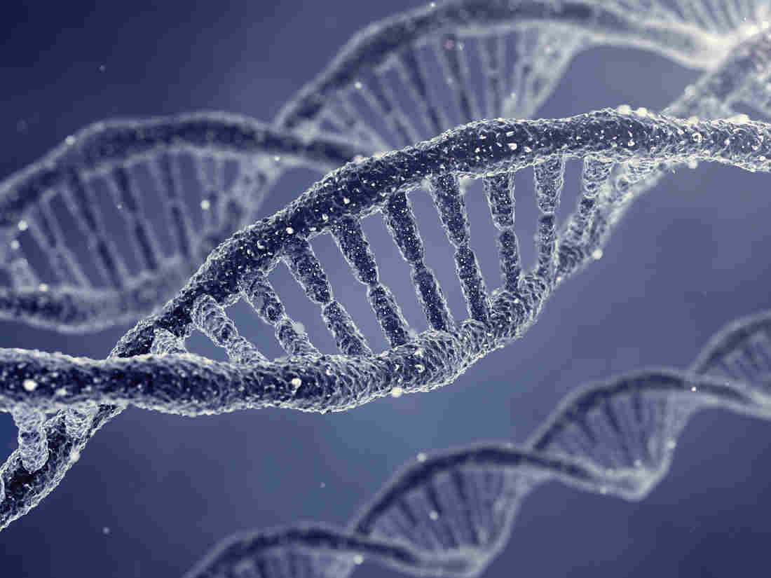 为什么动物雌性多,动物中雄性与雌性谁寿命更长