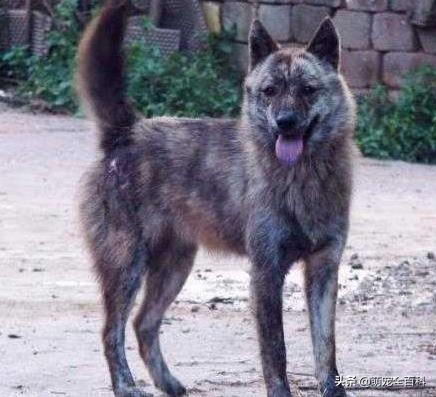 少喂一口狗狗它就可以多活几年,什么狗不挑食会守家对主人忠诚