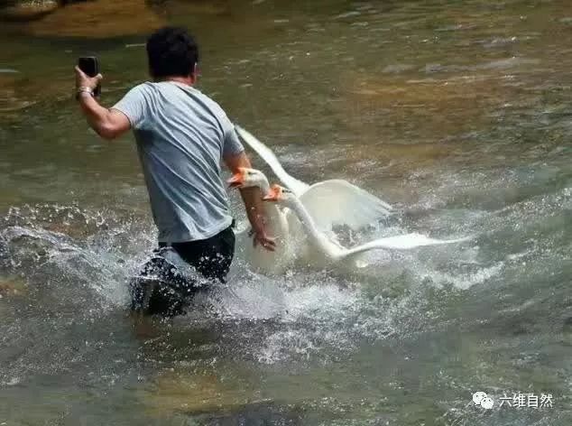 冷知识鹅,冷知识白鹅