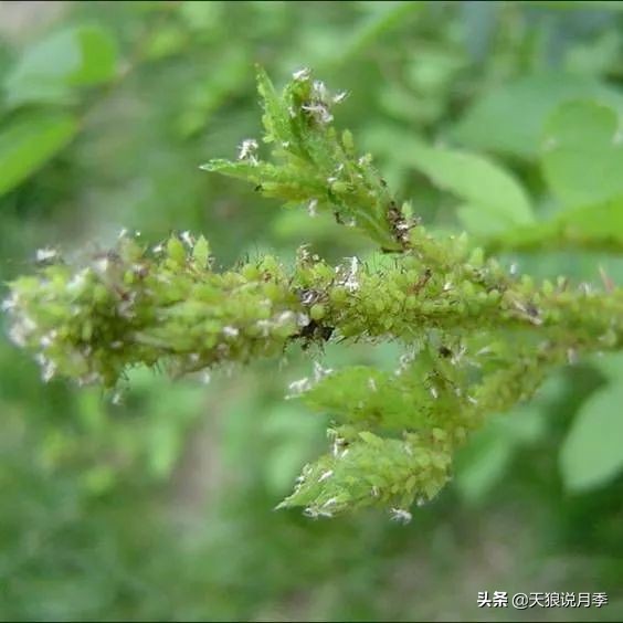 月季蚜虫红蜘蛛特效药,月季蚜虫蓟马怎么治理视频
