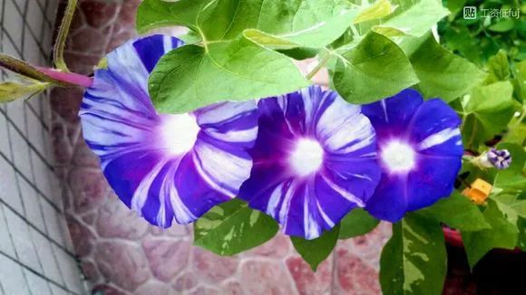 牵牛花到处都可以肆无忌惮的生长,不常见的品种,美出天际!