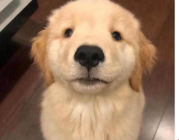 金毛挑食不吃狗粮怎么办呀,金毛挑食不吃鱼油