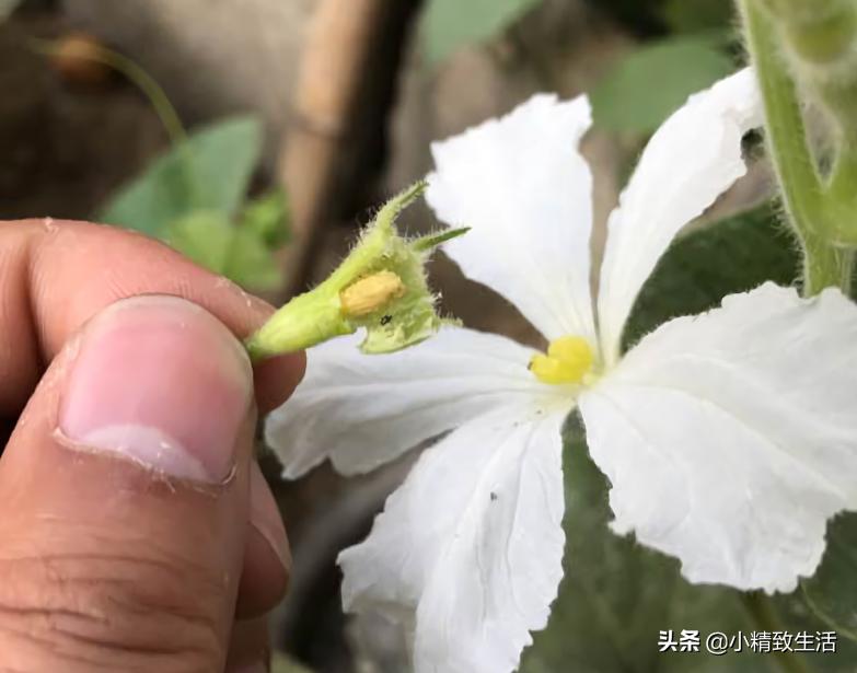 阳台小葫芦的种植方法和管理,在阳台上怎么样种小葫芦