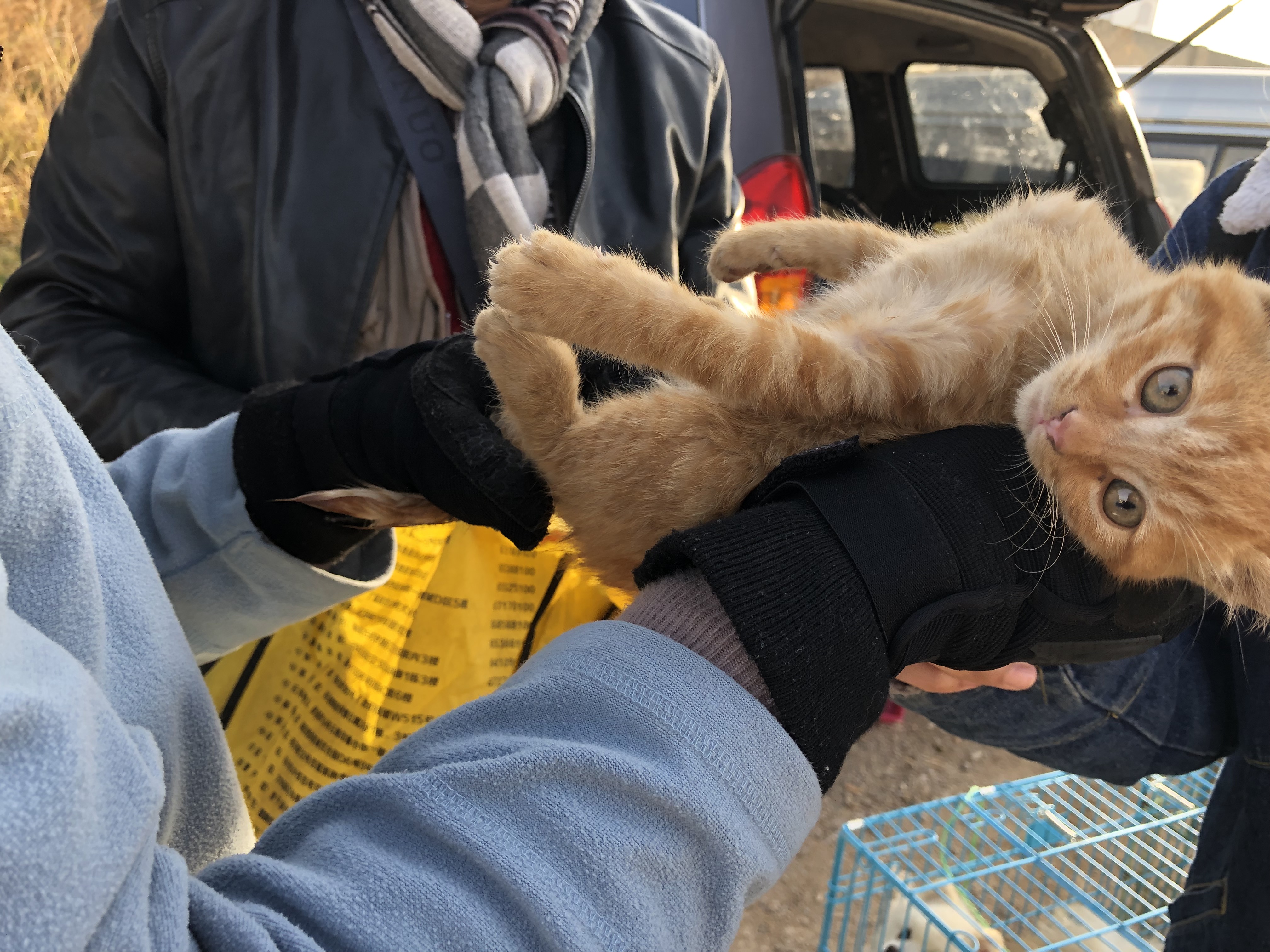 一只土猫多少钱最便宜,土猫多少钱一只能买到