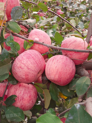 苹果园农药精准高效使用技术,果园农药减施增效技术研发与推广