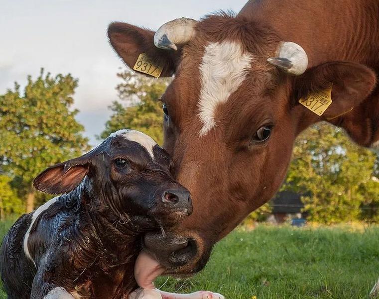 牛不发情怎么办？牛不发情用什么药好？牛不发情是什么原因？