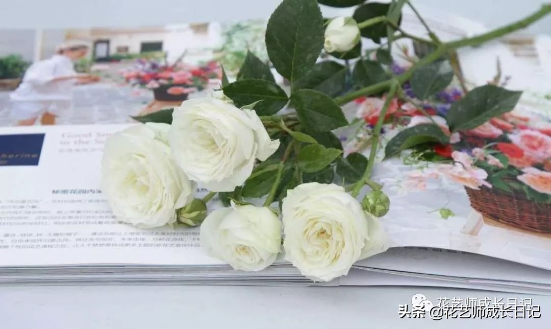 除了康乃馨以外送给妈妈什么花,母亲节送妈妈一束康乃馨