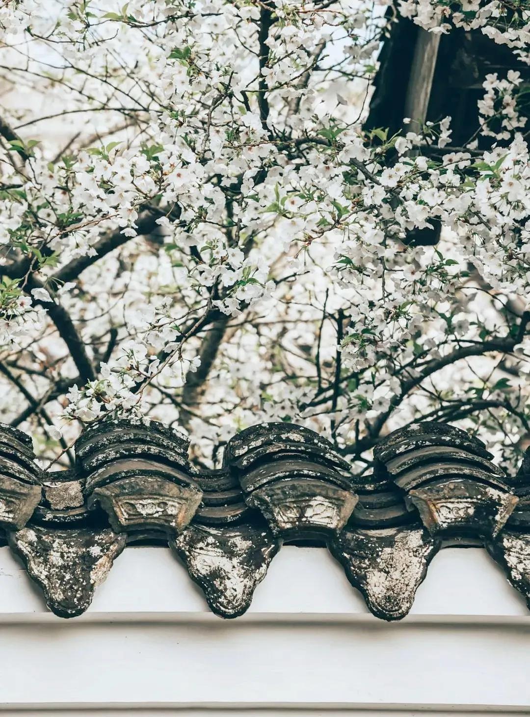 “海上小丽江”!这小城承包了海岛最美春色