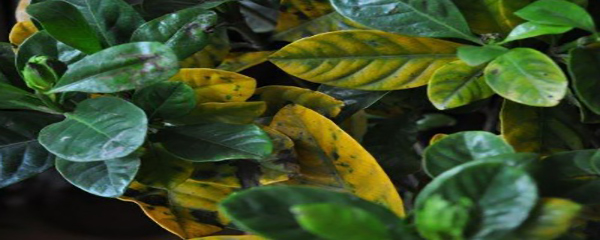 栀子花叶黄掉花苞怎么办,栀子花叶黄边焦怎么治