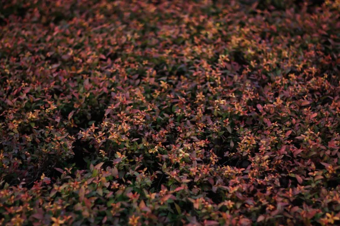 醉美大工秋|读书不觉已秋深，____________