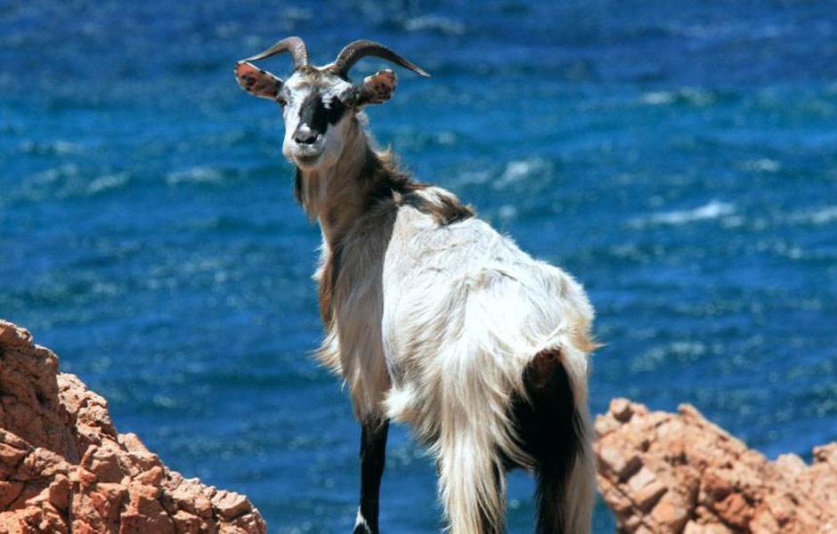 寒潮天气畜禽养殖注意哪些问题,家禽防暑降温的最好方法