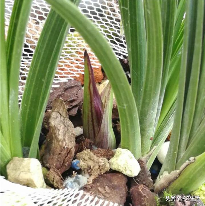 兰花蕙兰绝品传奇,每日一品茶叶