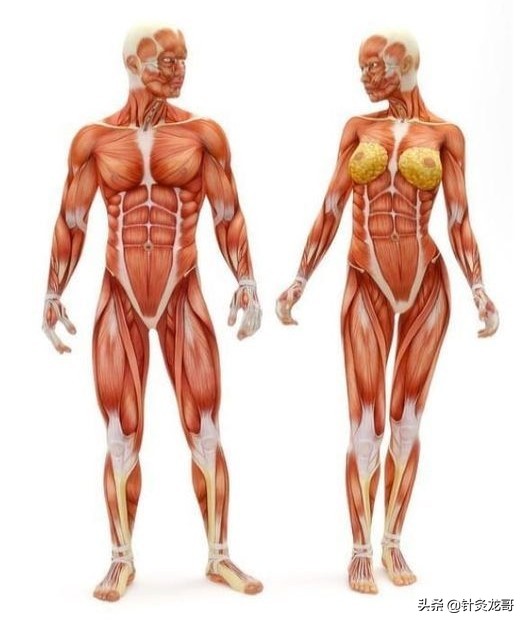 中风后肢体痉挛针灸需补阴泻阳？针刺屈肌就补阴？针伸肌就泻阳？