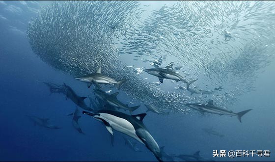 鲨鱼为什么不吃海豚的真实原因,鲨鱼为啥不吃海豚