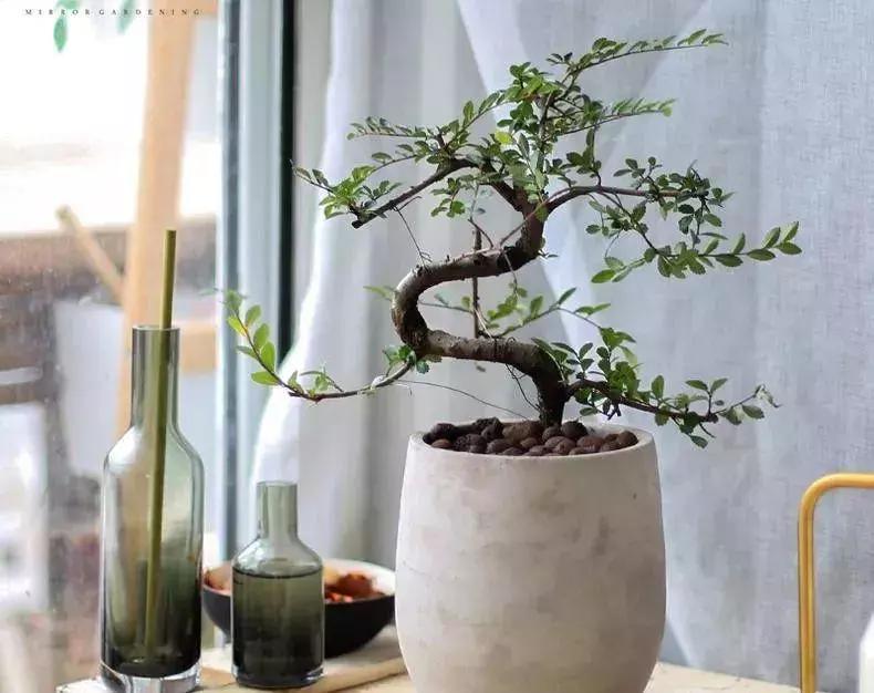 绿色具有代表性的植物,绿色植物好看的有哪些