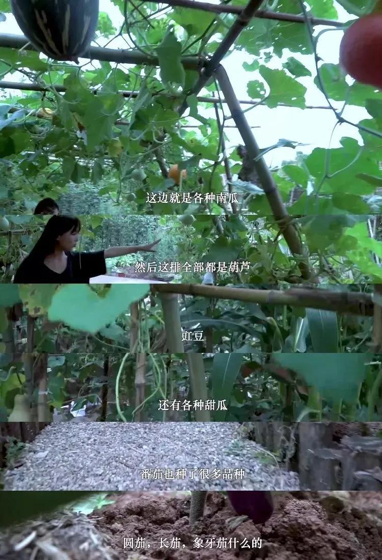 有一种向往叫西双版纳,有一种向往叫诗和远方完整版