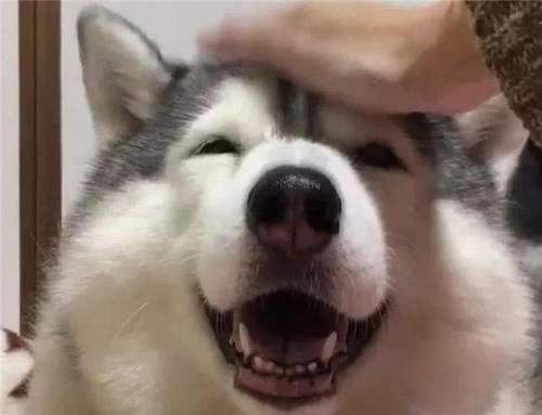 狗年摸狗头,摸狗头的时候狗为什么要低头