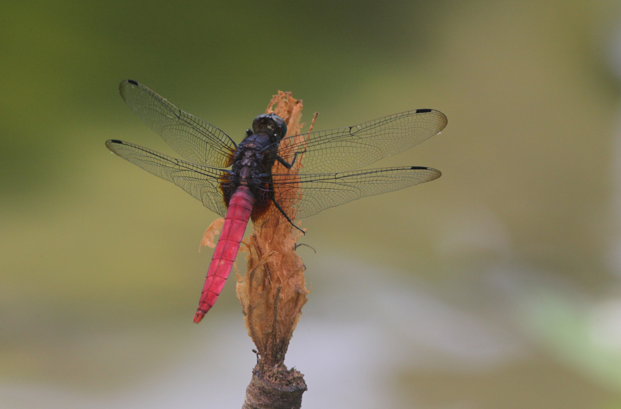 佳能aps-h的尺寸,佳能aps-h