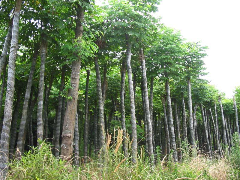 栾树蚜虫有什么危害,栾树蚜虫会长在其他树上么