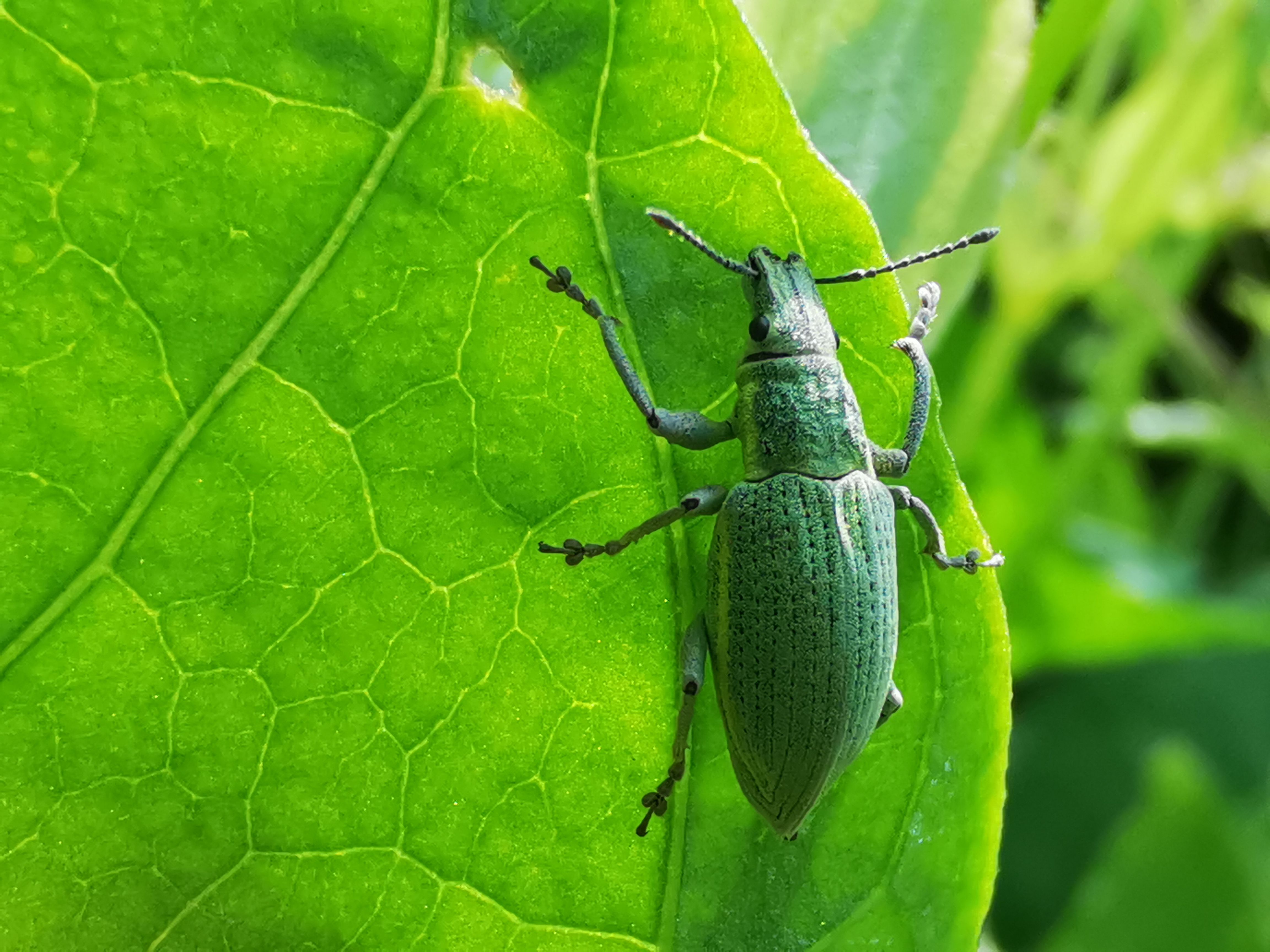 昆虫蚁象,甘薯蚁象是竹笋虫吗