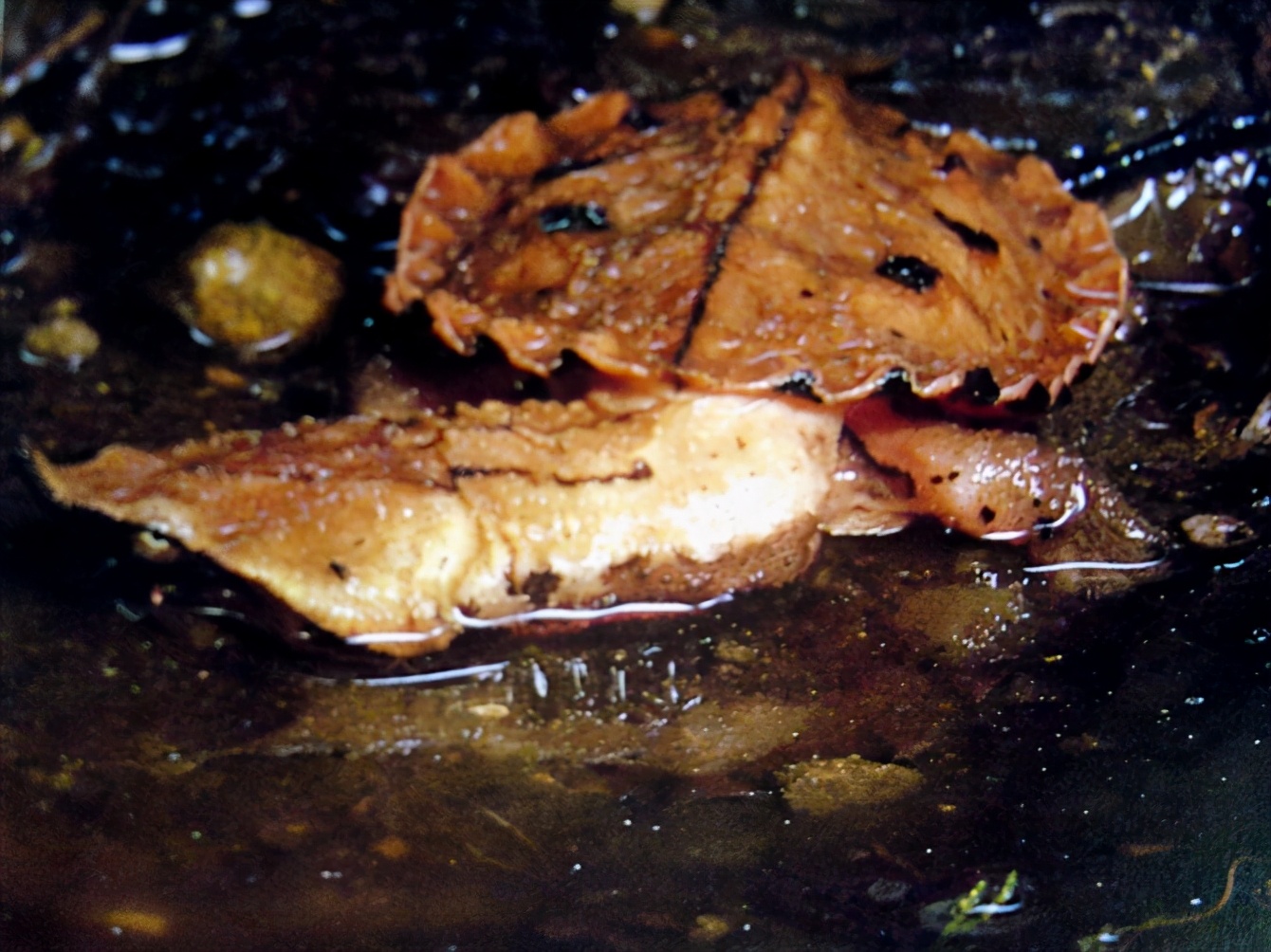 各种龟类图片大全大图,龟类展示会