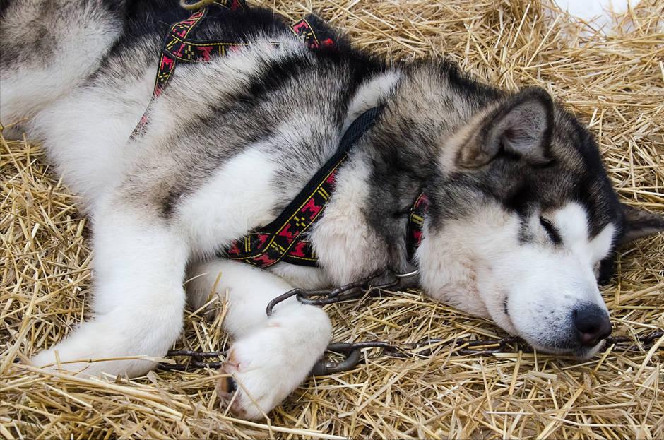 阿拉斯加犬偏瘦怎么办,阿拉斯加瘦弱怎么办