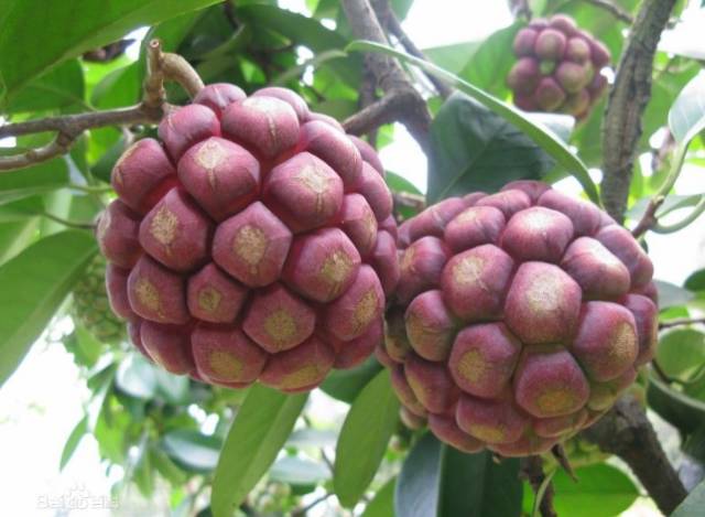 云南特产山货血三七,云南独有的44种野菜