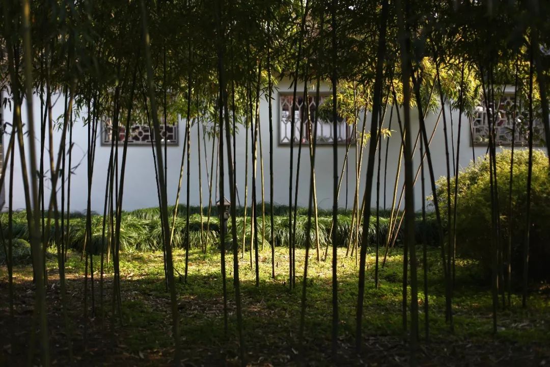 离上海仅1小时,这3座小众安静的江南名园,可惜大多数都没听过!