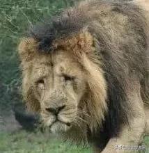 母狮一天发情40次，还追着公狮咬蛋蛋？根本不是这样啊....