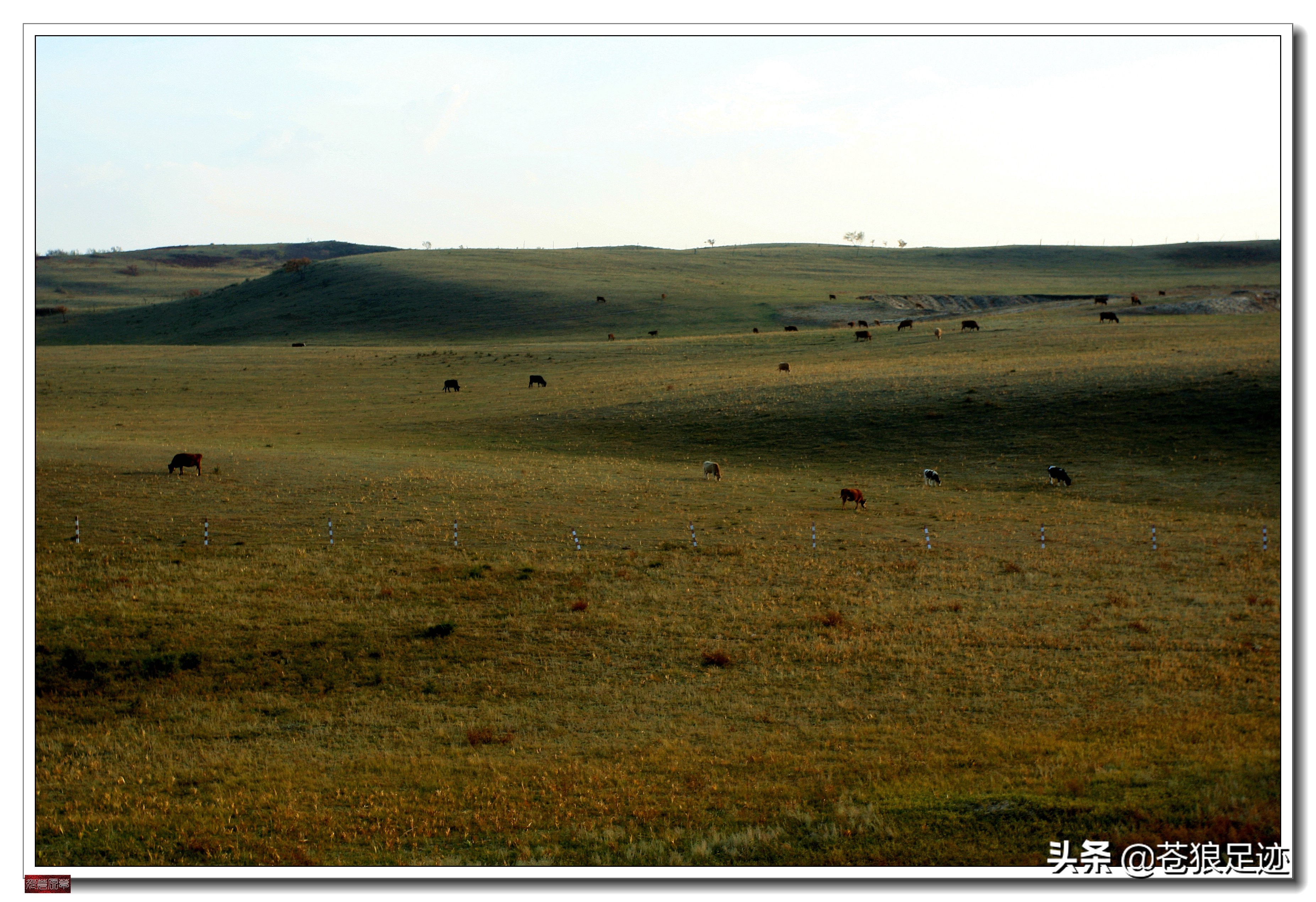 野阔牛羊同雁鹜——雄浑壮阔的贡格尔草原