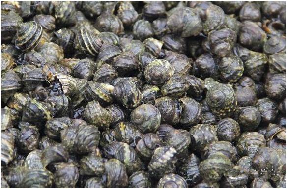 看图识海鲜，这些水产海鲜你都认识吗？