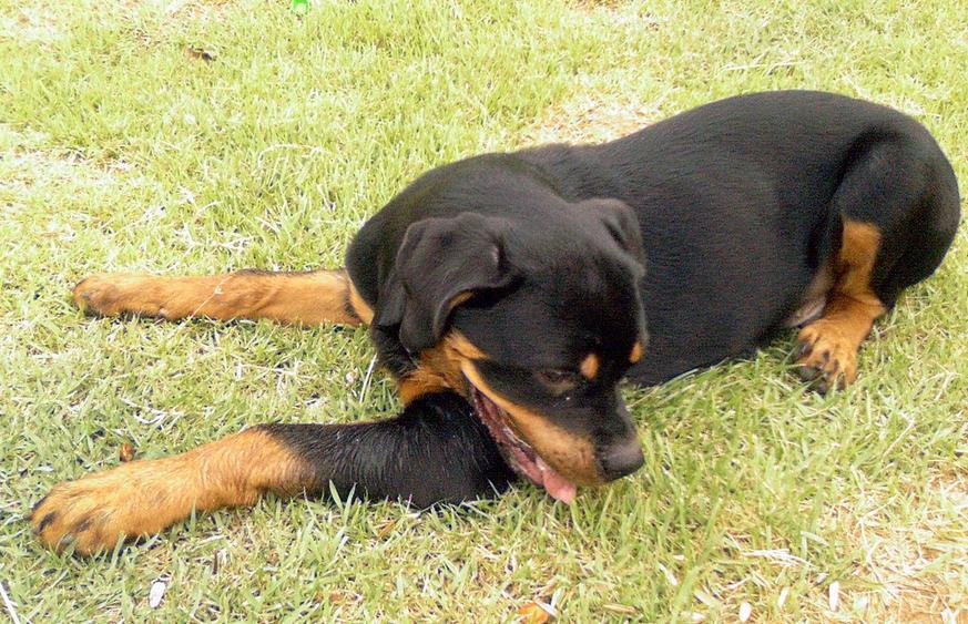 新疆发现名贵品种狗,世界上最好看的10种狗动物