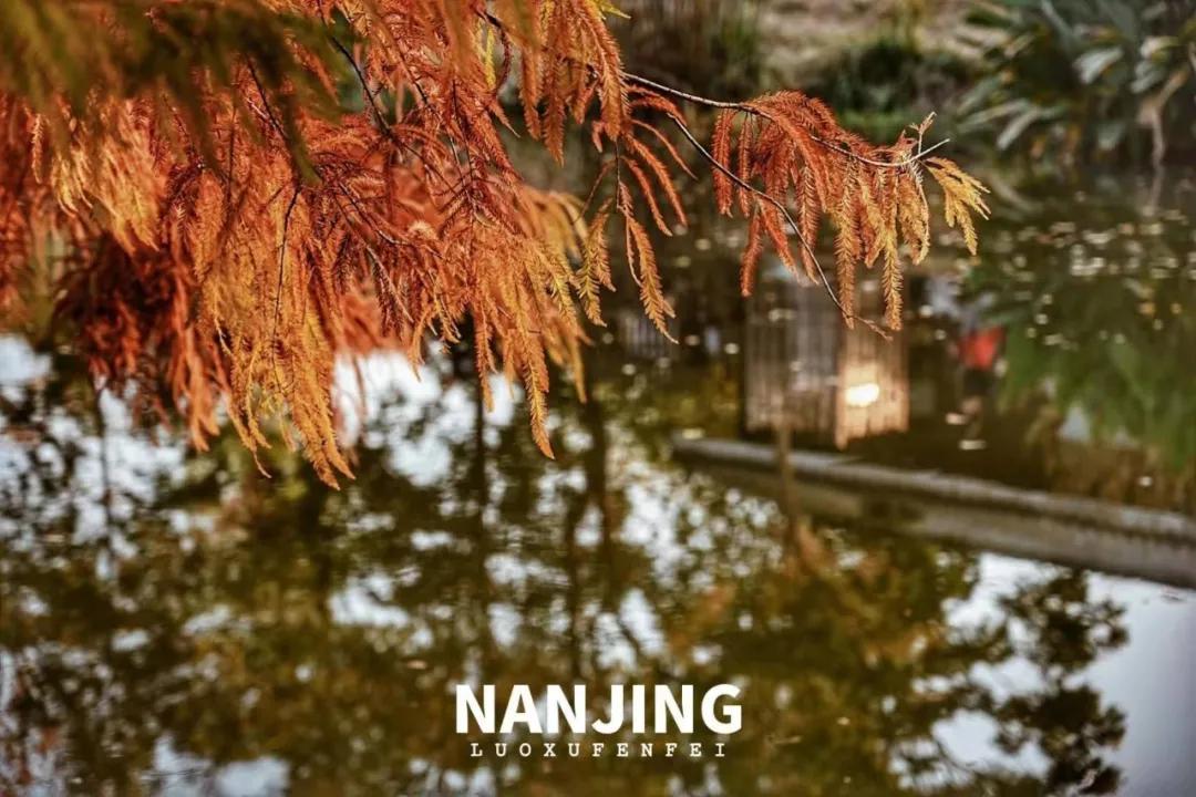 玩完南京去哪里玩景点推荐,南京钟山风景区秋天一日游攻略