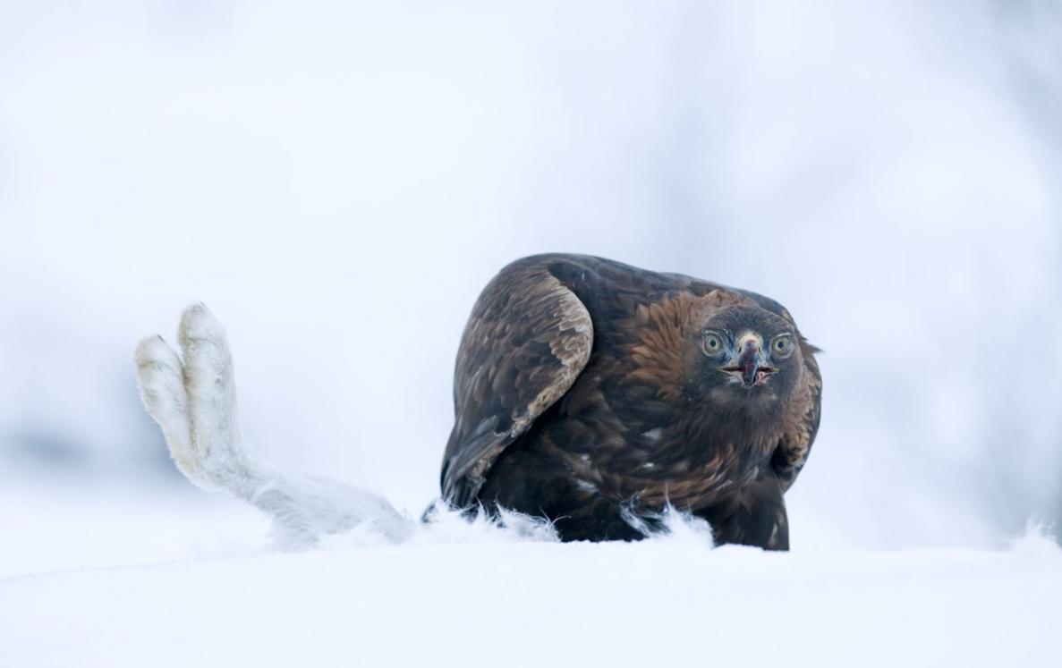不是每只兔子都像澳大利亚野兔般“好命”，生存的艰辛，北极兔懂